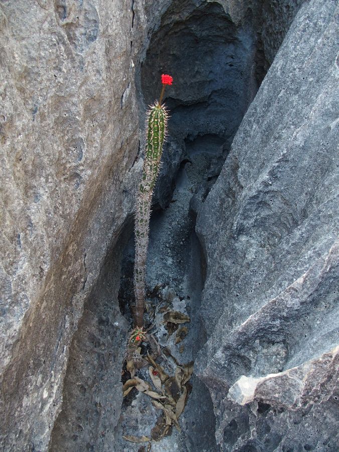 Dal Madagascar: Euphorbia viguieri